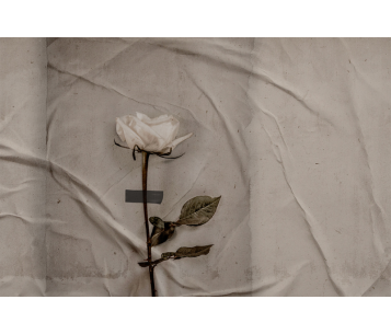 Fototapeet Rose LWI1037A