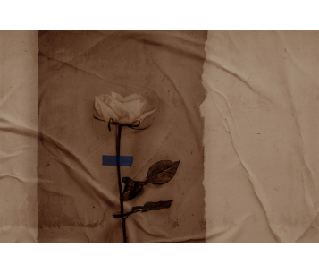 Fototapeet Rose LWI1037B