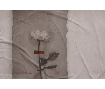 Fototapeet Rose LWI1037C