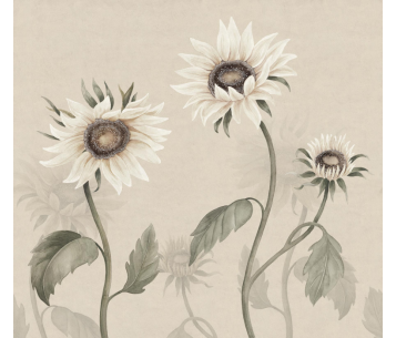 Fototapeet Sunflowers S10529