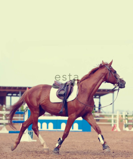 Fototapeet XL Brown Horse 158806