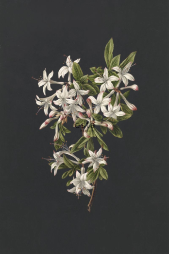 Fototapeet XL Azalea Branch 158885