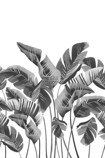 Fototapeet XL Large Banana leaves Grey 158907