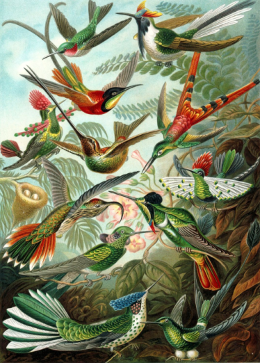 Fototapeet XL Birds Tropical Jungle 158954