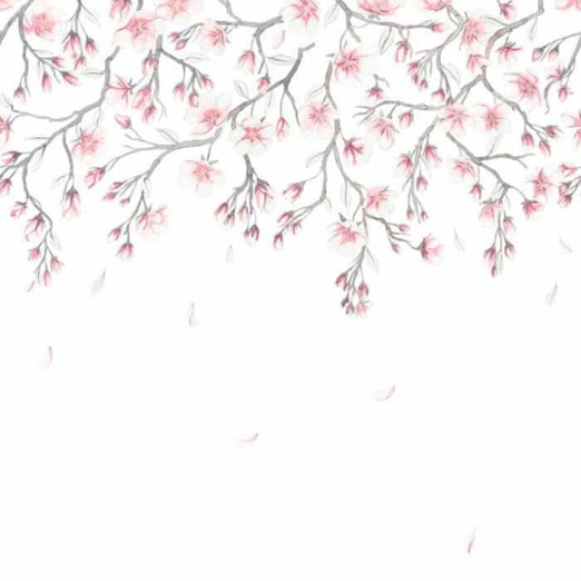 Fototapeet Sakura 627-03