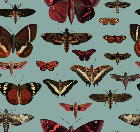 Fototapeet Butterflies Turquoise