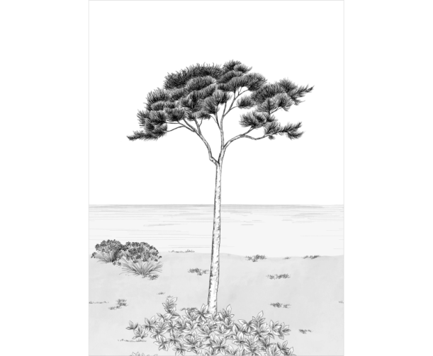 Fototapeet Parfum De Pin WDWD 200029105 (S)