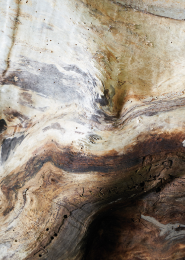 Fototapeet Saule 86151575