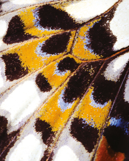 Fototapeet Mariposa NICA 87313418 (S)