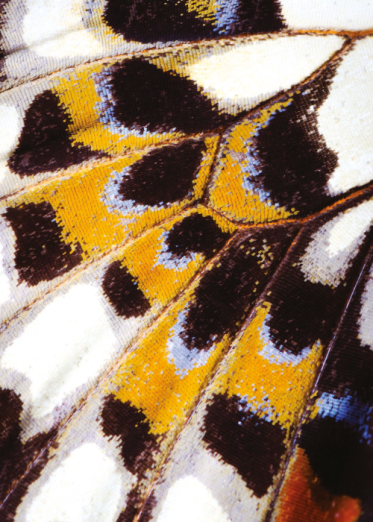 Fototapeet Mariposa NICA 87323418 (M)