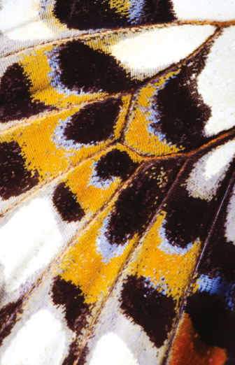 Fototapeet Mariposa NICA 87333418 (L)