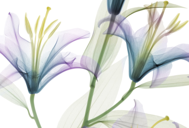 Fototapeet Dandy GL1001A