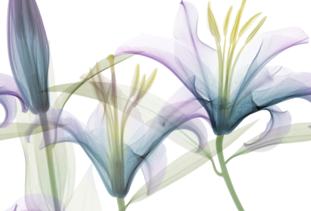 Fototapeet Dandy GL1001B