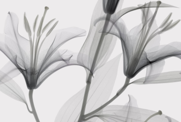 Fototapeet Dandy GL1004A