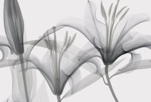 Fototapeet Dandy GL1004B