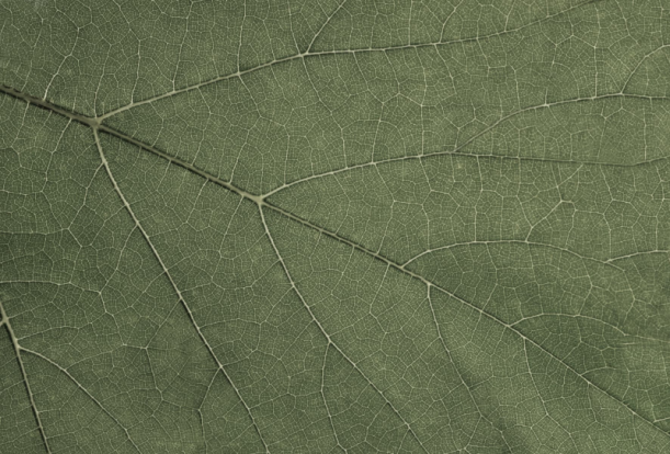 Fototapeet Four Seasons GL2031A