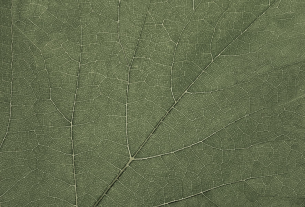 Fototapeet Four Seasons GL2031B