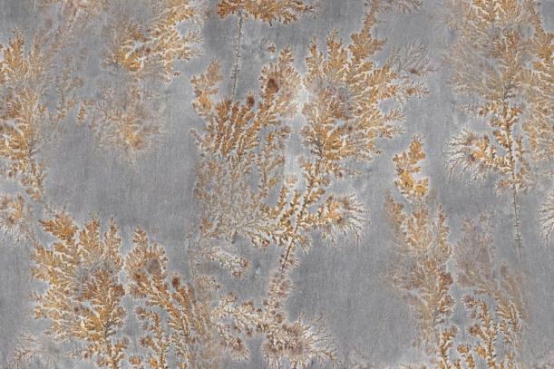 Fototapeet Octocorallia GLFO121A