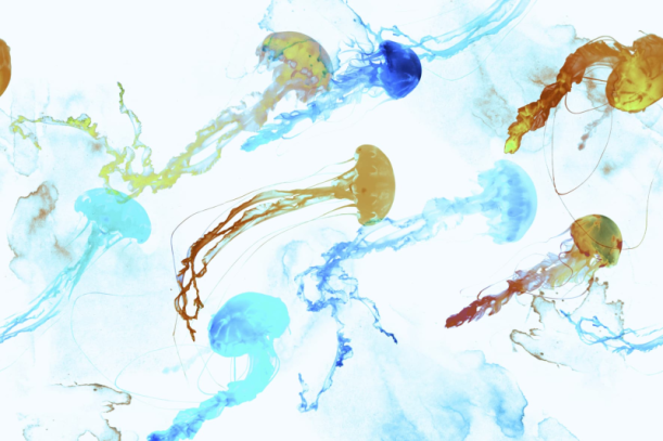 Fototapeet Jellyfish GLV32A