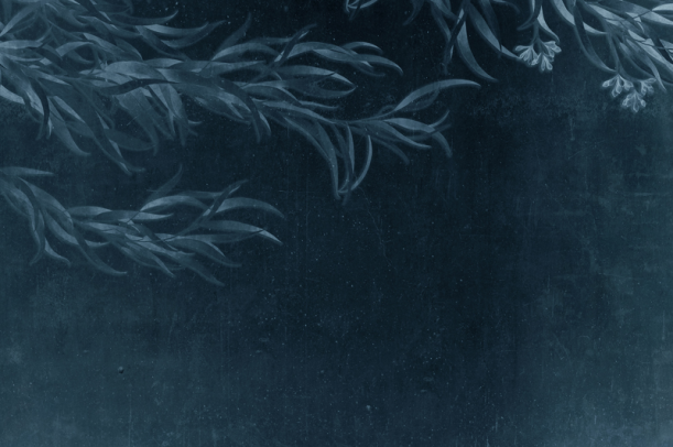 Fototapeet Willow LWI1014C2