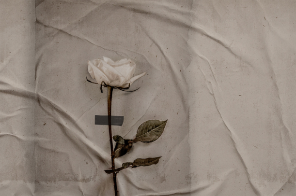 Fototapeet Rose LWI1037A