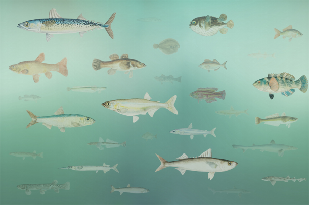 Fototapeet Shoal LWI1056A