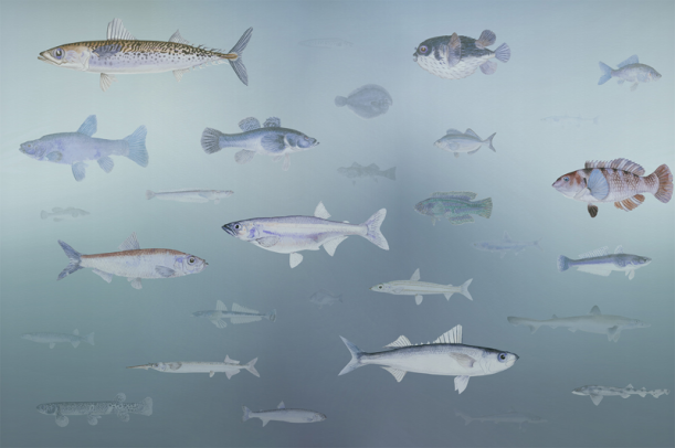 Fototapeet Shoal LWI1056B