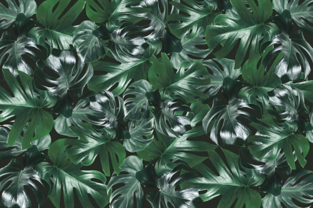 Fototapeet Welcome to the Jungle R13042