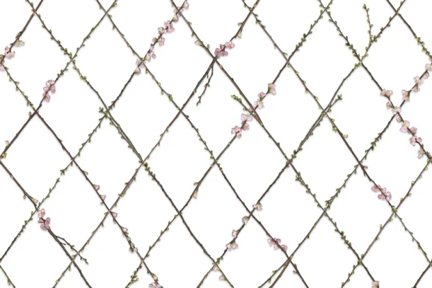 Fototapeet Winding Spring R13221