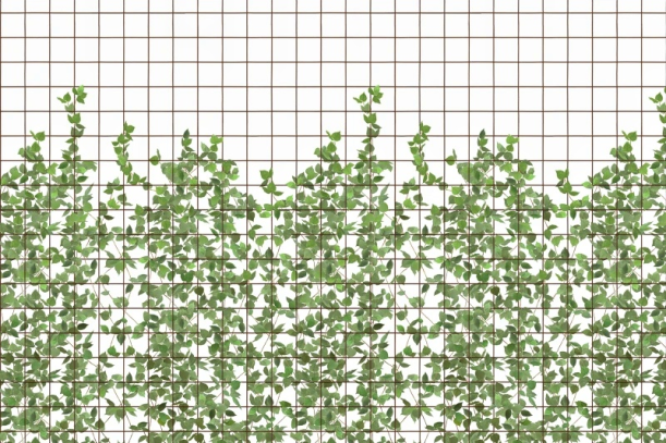 Fototapeet Climbing Clorofyl R13993