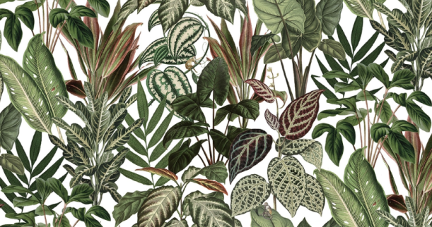 Fototapeet Mischievous Monkeys R14591