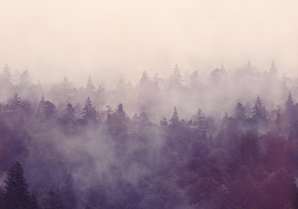 Fototapeet Fir Forest R16001