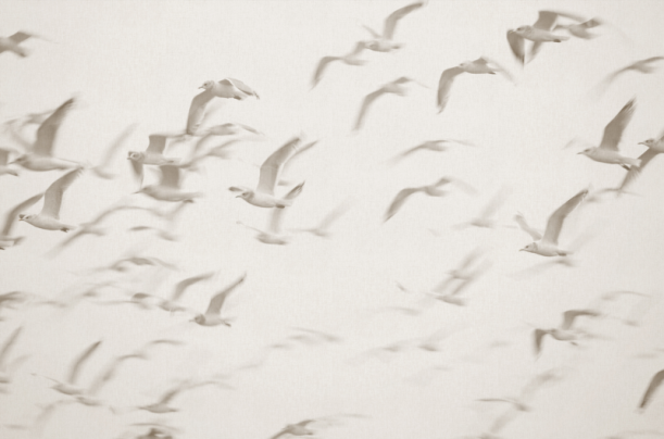 Fototapeet Flock V101-1