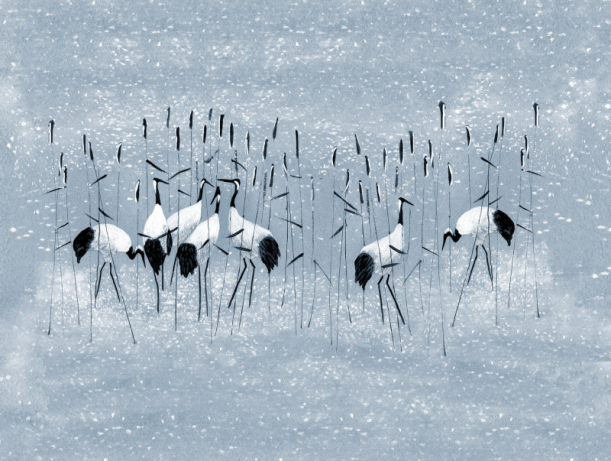 Fototapeet Pond V104-3