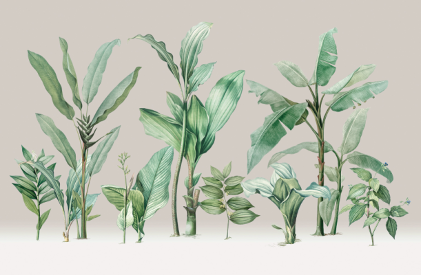 Fototapeet Jungle V111-1