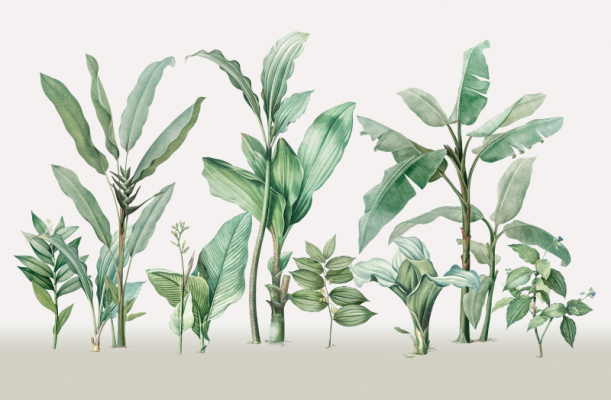 Fototapeet Jungle V111-2