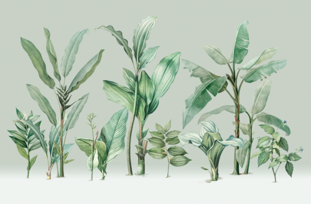 Fototapeet Jungle V111-3