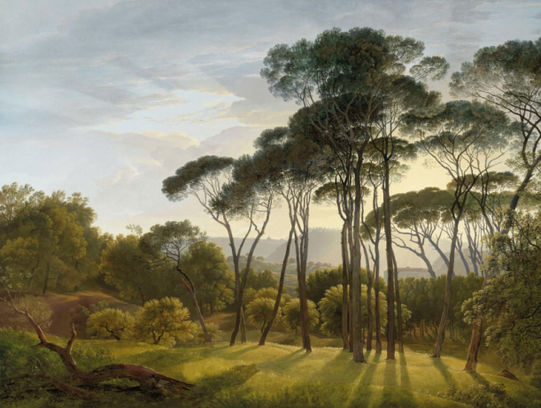 Fototapeet Umbrella Trees V151-1