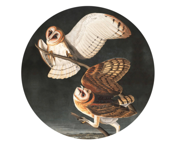 Isekleepuv tapeet Dots Owls